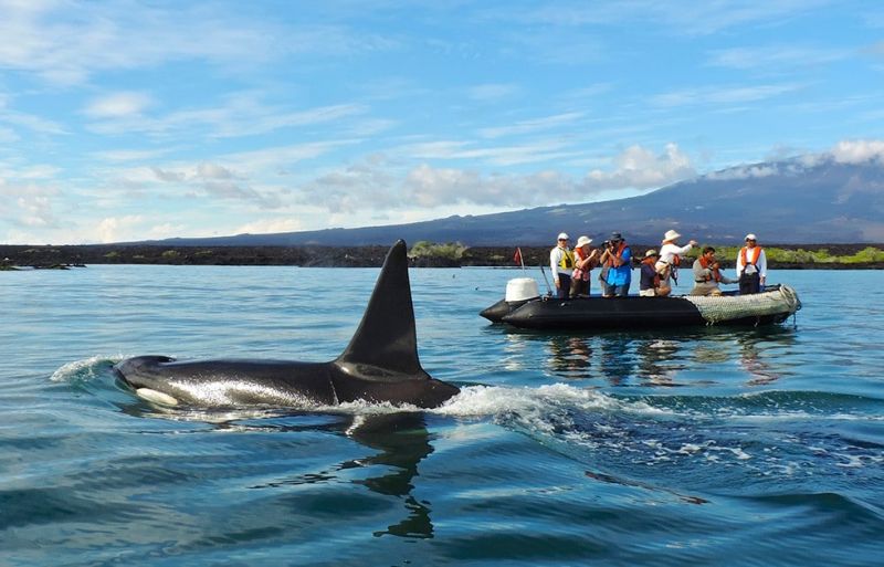 Wildlife experience